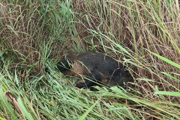 Ambulância com 3 passageiros atropela e mata javaporco na MG 188, em Coromandel