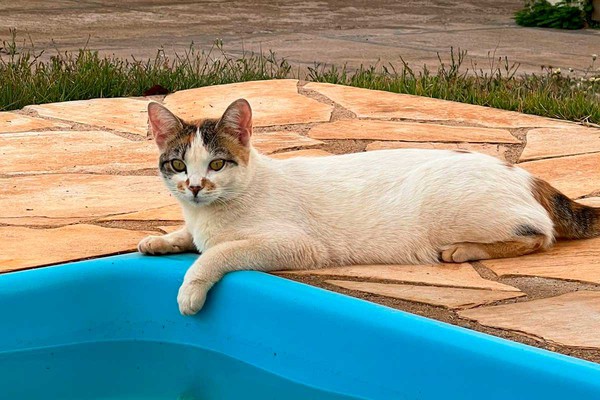 Gatinha Yume continua desaparecida e família oferece recompensa para quem encontrar