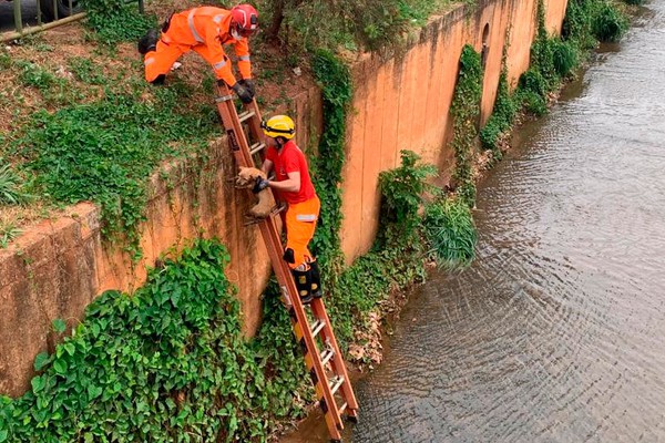 Cãozinho é resgatado pelo Corpo de Bombeiros após cair no córrego do Monjolo, em Patos de Minas