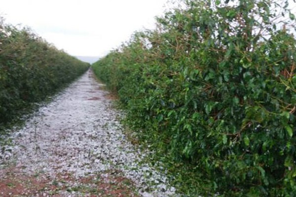 Chuva de granizo em Rio Paranaíba destrói lavouras inteiras e deixa produtores no prejuízo