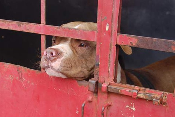 Pit bull aproveita portão aberto, ataca e fere criança que voltava da escola em Patos de Minas