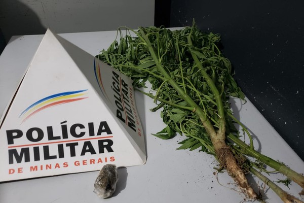 Polícia Militar encontra cultivo de maconha em casa no bairro Planalto e duas pessoas são presas