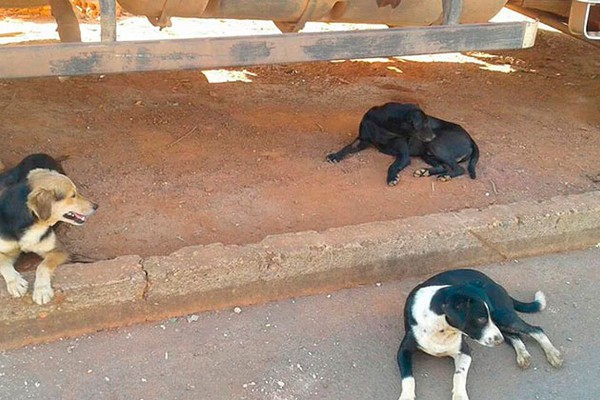 Patos de Minas teve mais de 1900 cães cadastrados em 2021 e quase 30 mil animais vacinados