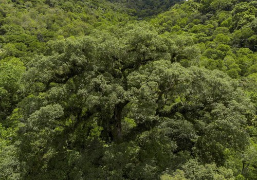 Mata Atlântica perde 2,4 milhões de hectares em 40 anos