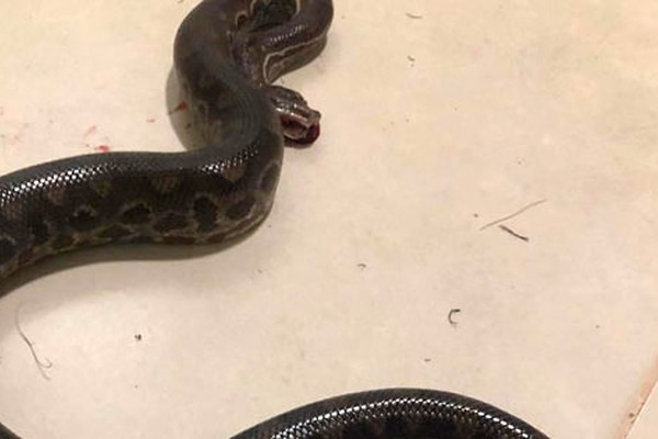 Morador do centro de Carmo do Paranaíba encontra cobra de mais de um metro em casa