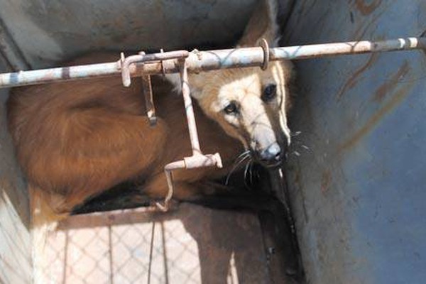 Lobo Guará que atacava propriedades em Córrego Rico vai ganhar novo lar