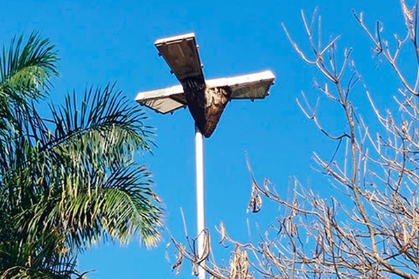 Colmeia de abelha imensa no Centro de Patos de Minas chama a atenção dos moradores