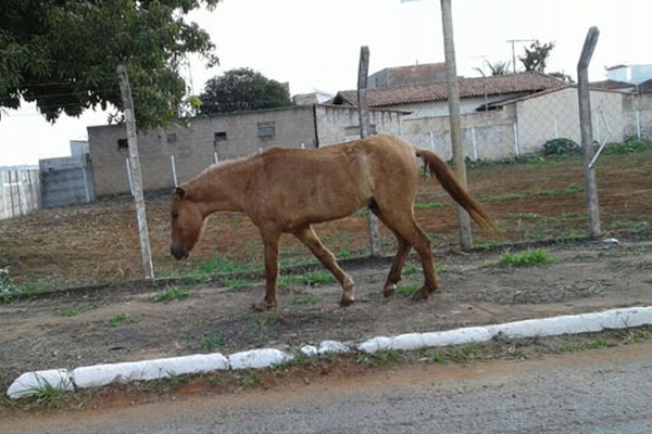 Égua e potro rasgam lixos e descem Major Gote causando riscos de acidentes na cidade