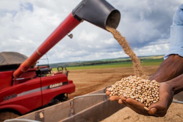 Aumento da temperatura vai afetar a produção de feijão no Brasil