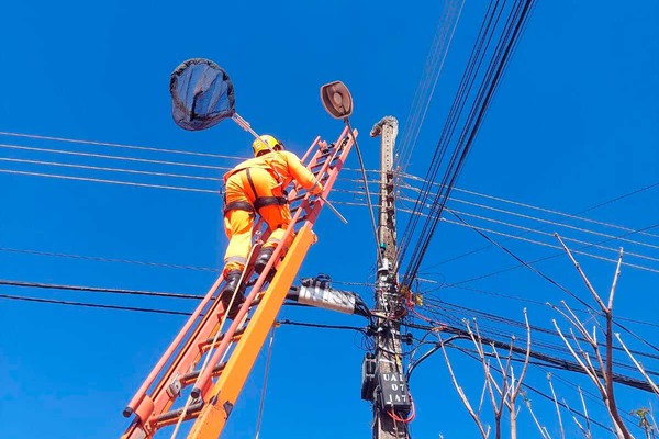 Bombeiros e Cemig fazem operação para desligar rede e assim resgatar ouriço no alto de poste