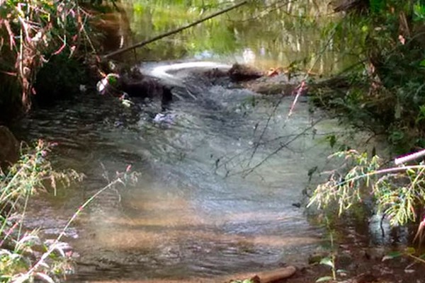 Córrego em Patos de Minas fica completamente poluído por despejo de fezes de suínos