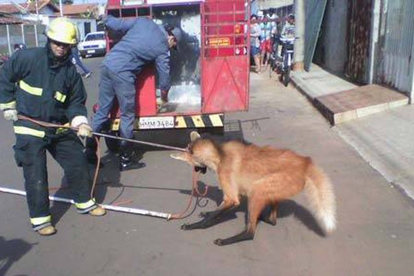 Lobo Guará é capturado após invadir casa e assustar moradores de Lagoa Formosa