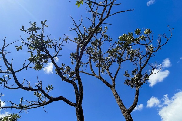 Alertas de desmatamento batem recorde no Cerrado