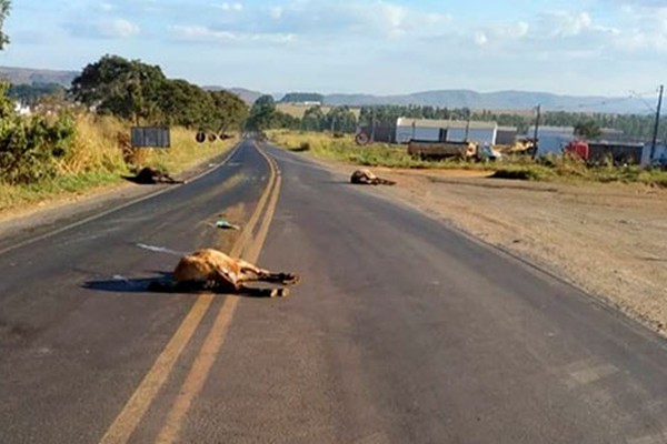 Três equinos são encontrados mortos após atropelamento na MG230, em Patrocínio