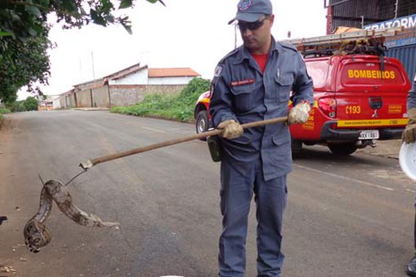 Bombeiros capturam jiboia de mais de 1 metro em avenida de Patos de Minas