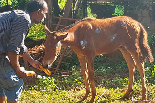 Família pede ajuda de veterinário para salvar potrinho atropelado no bairro Jardim Esperança