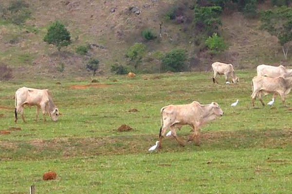 Garças colorem pastos e ajudam no controle de carrapatos em Patos de Minas