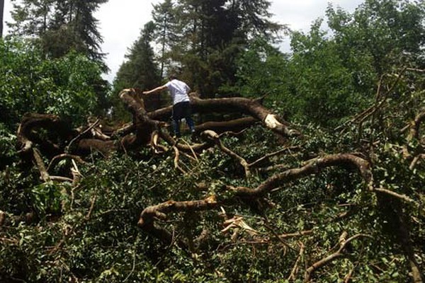 Temporal derruba 1 quilômetro de árvores e obstrui totalmente estrada de Boassara