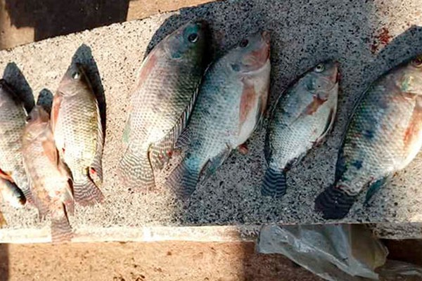 Homem pesca quase 4 kg de tilápias na ponte da Lagoa Grande e acaba na delegacia