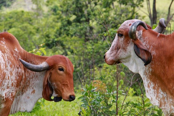 Operação combate sonegação fiscal no segmento de gado bovino em Minas Gerais