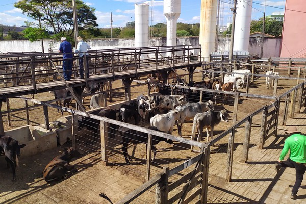 Lar Vicentino Padre Alaor promove IV Leilão e Almoço beneficente em Patos de Minas