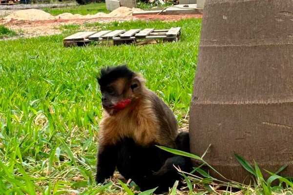 Corpo de Bombeiros resgata macaco que foi atropelado na Av. Jk em Patos de Minas