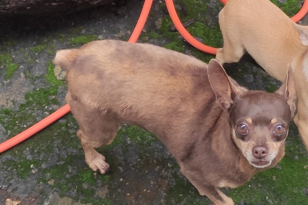 Família procura por cachorrinha que desapareceu no bairro Panorâmico em Patos de Minas