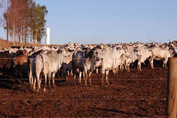 Confinamento exala catinga para milhares de pessoas e licença pode ser cassada