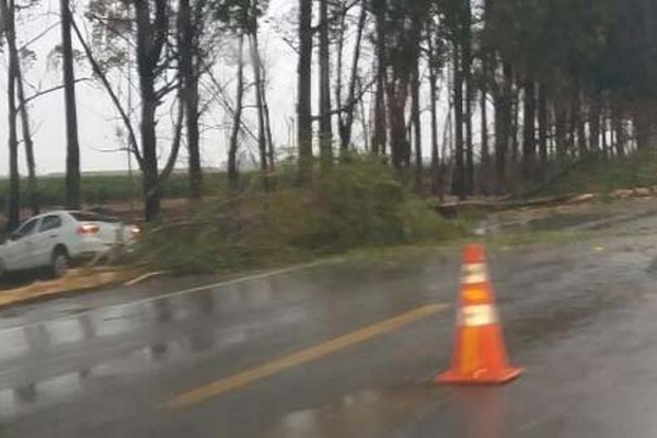 Forte chuva derruba eucaliptos na BR 354 e veículo acaba sendo atingido