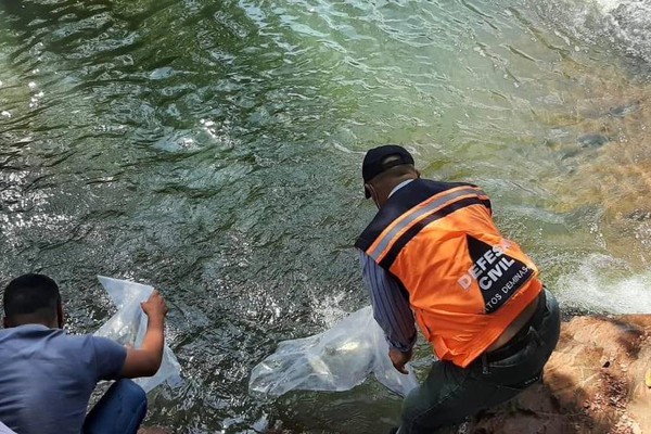 Mais de 10 mil peixes serão soltos em córregos de Patos de Minas na manhã desta quinta-feira