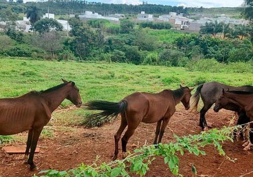 Donos de éguas vítimas de maus-tratos tentam recuperar animais e acabam multados em Patos de Minas