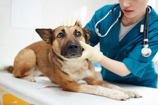 Após separação de casal, mulher ganha direito a pensão alimentícia para cão de estimação em MG