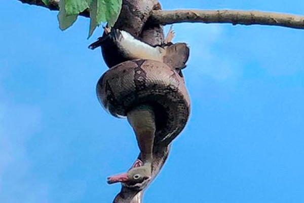 Amigos saem para pescar em Patos de Minas e flagram jiboia engolindo pato no alto de uma árvore