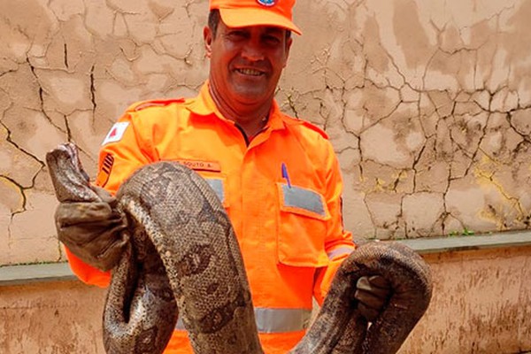 Corpo de Bombeiros captura jiboia de 2 metros no perímetro urbano de Patos de Minas