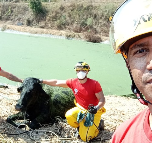 Boi cai em Estação de Tratamento de Esgoto em Patrocínio e dá trabalho ao Corpo de Bombeiros