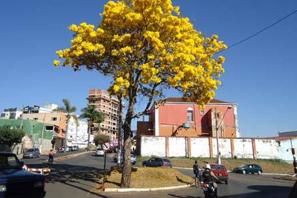 Ipês florescem na seca e mudam a paisagem deixando a cidade ainda mais bonita