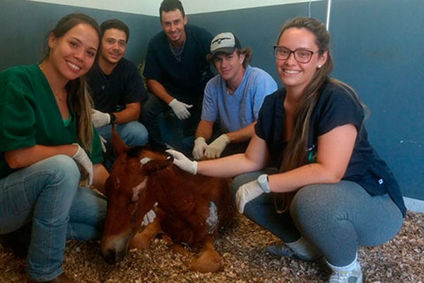 Potrinho que estava muito debilitado ganha cuidados especiais no Centro Clínico Veterinário do UNIPAM