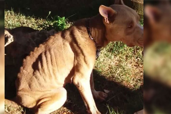 Resgate de Pit Bull em situação de abandono dá origem a campanha e arrecada 800kg de ração