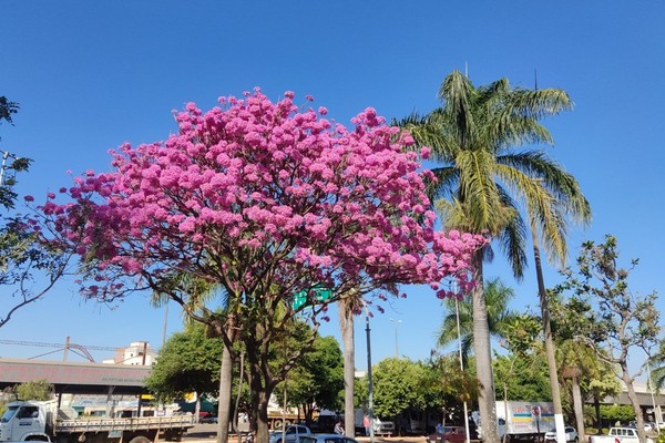 Ipês-rosa surpreendem por sua beleza e encantam moradores em várias partes de Patos de Minas