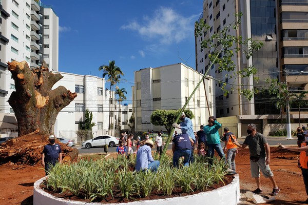 Nova Paineira Rosa é plantada na Getúlio Vargas e tronco da antiga árvore deve virar obra de arte