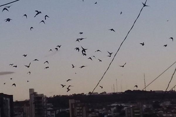 Revoada de Pombas-de-Bando proporciona espetáculo na região central de Patos de Minas