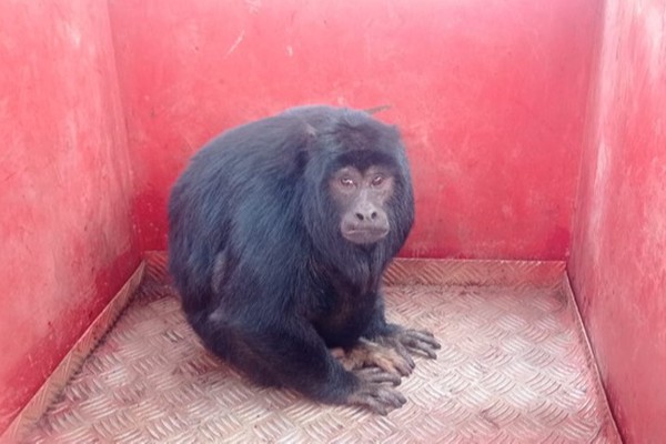 Macaco Bugio ferido é resgatado pelo Corpo de Bombeiros e levado para o CETRAS