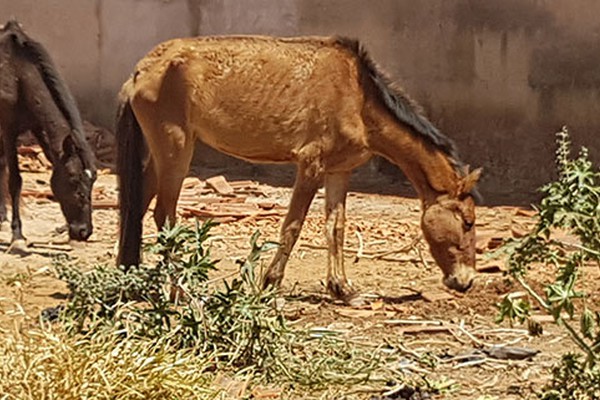 Moradores denunciam criação de animais sem alimento e sem água em terreno na Avenida J.K