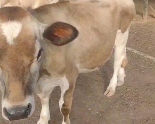 Polícia procura criminosos que invadiram chácara e furtaram seis animais da raça Jersey, em Patos de Minas