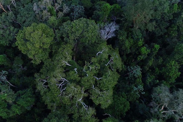 MP muda normas de gestão de florestas para fomentar mercado de carbono