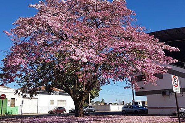 Ipê Rosa coberto de flores em Praça de Patos de Minas chama a atenção e encanta pela beleza