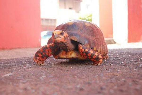 Jabuti é encontrado em estrada rural com risco de ser atropelado