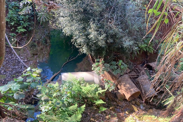 Adotantes do Parque Municipal do Mocambo terão trabalho para recuperar áreas degradadas