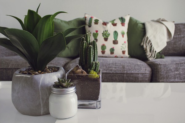 Aprenda a utilizar plantas na decoração com estas dicas!