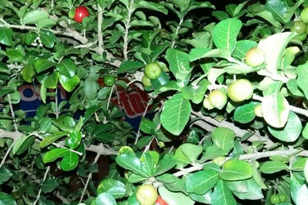 Em meio a uma Major Gote praticamente sem árvores, pés de acerola chamam a atenção